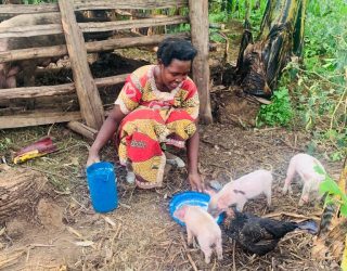 Rwanda-Mutezimana feeding her piglets